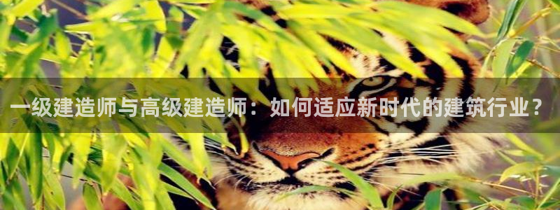 意昂3集团：一级建造师与高级建造师：如何适应新时代的建筑行业？